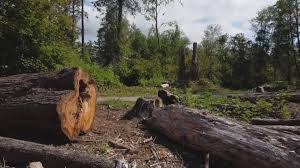 Best Firewood Processing and Delivery  in East San Gabriel, CA
