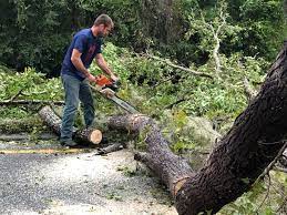 Best Arborist Consultation Services  in East San Gabriel, CA