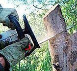 Best Commercial Tree Services  in East San Gabriel, CA