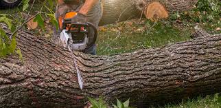 Best Organic Lawn Care Solutions  in East San Gabriel, CA
