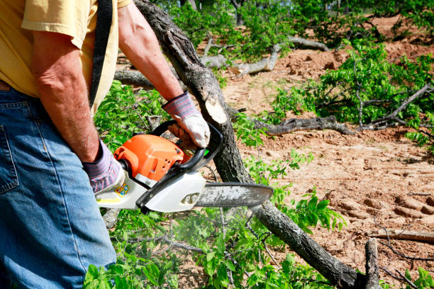 How Our Tree Care Process Works  in  East San Gabriel, CA